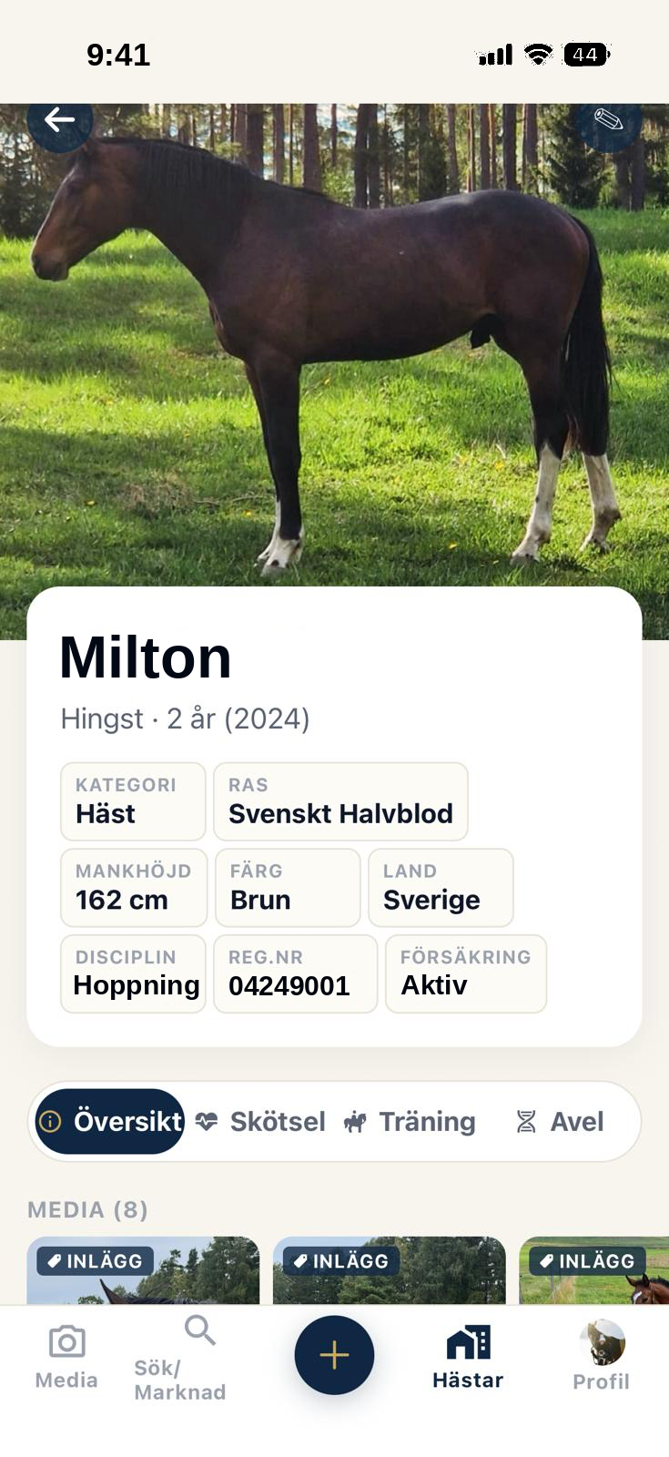 Miltons hästprofil med foto, ras, mankhöjd och flikarna Översikt, Skötsel, Träning och Avel.